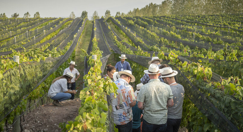Recorre los viñedos de Argentina en un tour económico