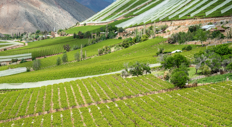 Secretos ocultos de la Ruta del Vino en Chile