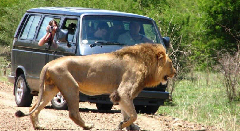 Vive la experiencia de un safari barato en Sudáfrica