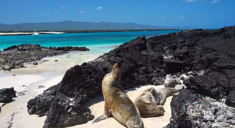 Explorando las Islas Galápagos en un Viaje Económico